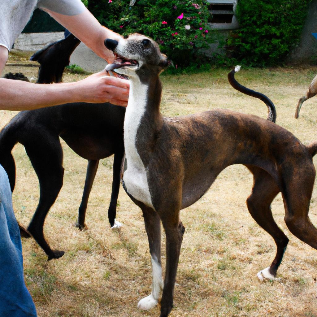 Person interacting with greyhounds