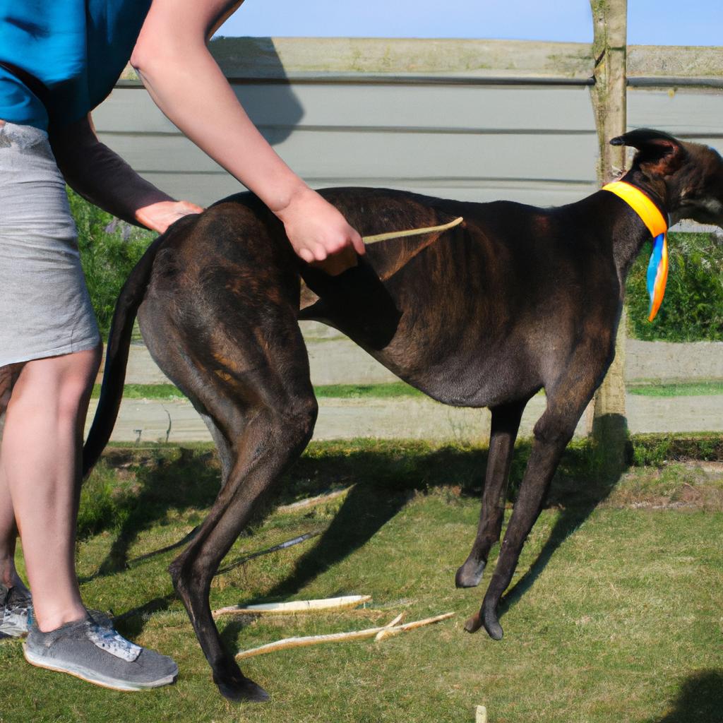 Person training greyhound for fostering
